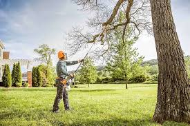 How Our Tree Care Process Works  in  Murphy, NC