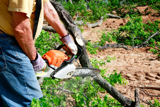 Leaf Removal in Murphy, NC